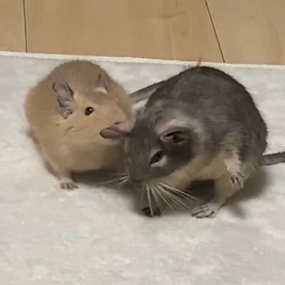 2018年8月生まれの❤️ミライ♀(ブルー)&2020年6月生まれの💙こむぎ♂(サンド)のデグー🐭と暮らしています✨デグーやチンチラ等動物の無言フォロー失礼します☺️