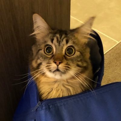 Tawnycat's profile picture. 
