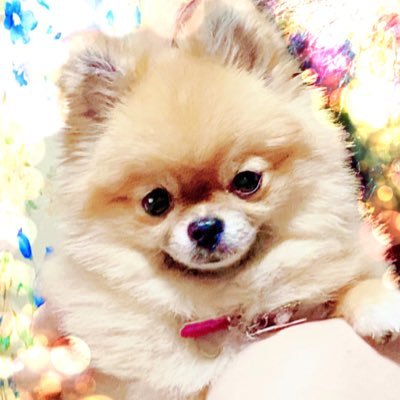 雲丹 うに 雲丹です 初めてのお洋服 ビックリして困惑顔 ぴえん 表情が ジワる かわいい 親バカ でも愛しい家族 ポメ犬うに じわる 着ぐるみ イッヌ きゅんです ハロウィン 犬好きな人と繋がりたい ポメラニアン 雲丹 うに 雲丹です 初めてのお洋服 ビックリして困惑顔 ぴえん 表情が ジワる かわいい 親バカ でも愛しい家族 ポメ犬うに じわる 着ぐるみ イッヌ きゅんです ハロウィン 犬好きな人と繋がりたい ポメラニアン