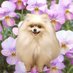 柴犬カットのポメラニアン🐶🎀 (@dogengei) Twitter profile photo 柴犬カットのポメラニアン🐶🎀 (@dogengei) Twitter profile photo