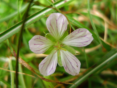 superdonguri's profile picture. 