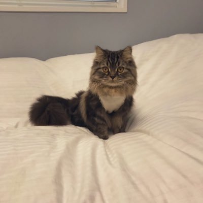 mercy_weekend's profile picture. 休みが欲しいやくざいし