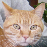 Junya Terazono 寺薗淳也 (@terakinizers) 's Twitter Profile Photo