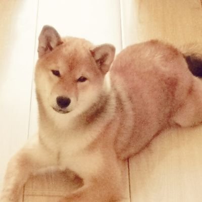 liuzizhuo2's profile picture. 愿所有人被这个世界温柔以待