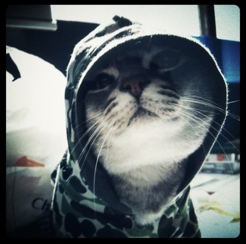 yuniko10's profile picture. imma ur adorable fat cat