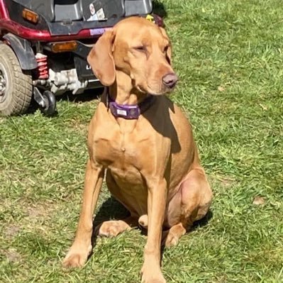 Ozzy is lost in Cambs, CB8. He’s a vizsla x lab cross. Please report sightings 07494 870 701 - 24/7. Use What3Words. Get a photo if poss. Don’t chase.