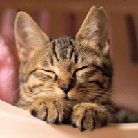 こち🌱 (@0ptima) 's Twitter Profile