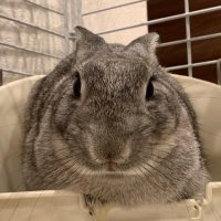 ぴのこ (@kaori52931436) 's Twitter Profile Photo