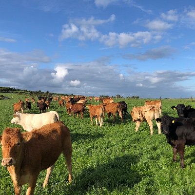 corranfarmer's profile picture. Store cattle to beef and sheep farmer. Full of enthusiasm for our Agri industry, all view my own