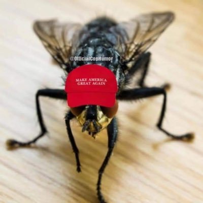 Gelford2's profile picture. Nah, I’m good, started over, new profile bc I asked (a certain reporter) if he showers with his mask on... #HookEm