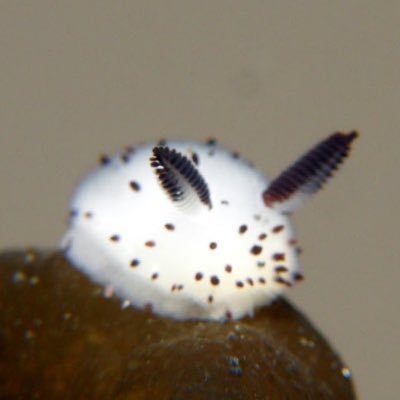 Smol Sea Slug Profile