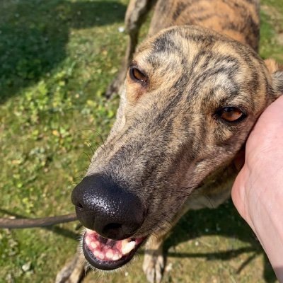 love greyhound racing part owner of Hayley’s girl merlins mate. and the new puppy’s crypto wallet & crypto jackpot