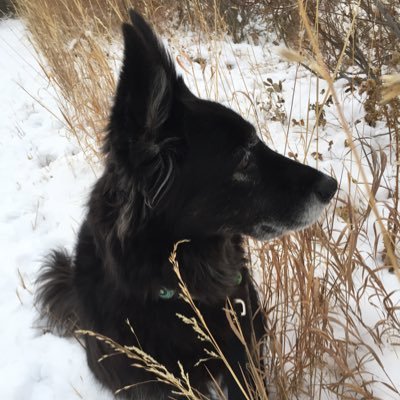 Ronniesmamma's profile picture. 