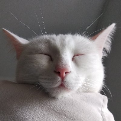 messandophelia's profile picture. Casual gamer and deaf cat.

Check us on https://t.co/qYPOHAKh85