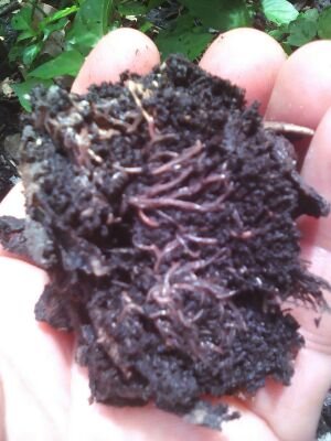 haelectronics's profile picture. 