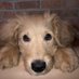 Pookie (@judithbamberge2) Twitter profile photo Pookie (@judithbamberge2) Twitter profile photo