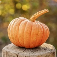 Canada's Local Gardener (@canadagardener) 's Twitter Profile