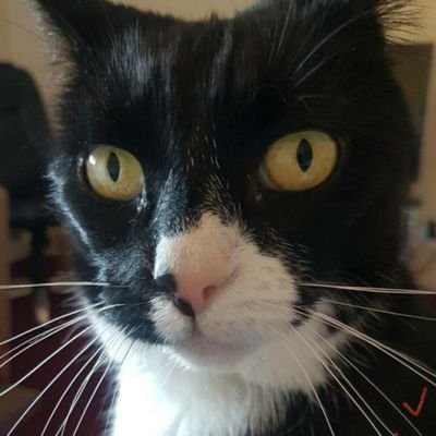 Simon909's profile picture. Doesn't like Mushrooms.