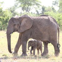 TravelArtistryAfrica (@taafrica) 's Twitter Profile Photo