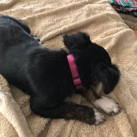 Little Harley Girl (@littleharleygi1) 's Twitter Profile Photo Little Harley Girl (@littleharleygi1) 's Twitter Profile Photo