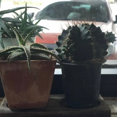 africangrey10's profile picture. 