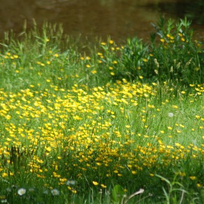 scottie_svm's profile picture. 