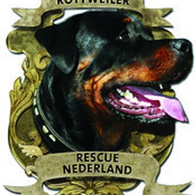 rottweiler rescue near me rottweiler rescue rottieinnood rottweiler rescue near me rottweiler rescue rottieinnood