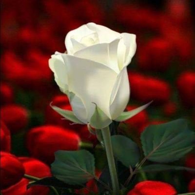 shellya726's profile picture. 