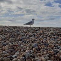 Brighton & Hove Albion Supporters Club (@bhasc1) 's Twitter Profile Photo