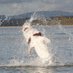 Great River Fishing (@fishingsturgeon) Twitter profile photo