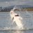 fishingsturgeon's profile image