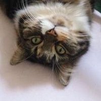 MadlyDeeply🐱💖💜(@MariaDowell2) 's Twitter Profile Photo