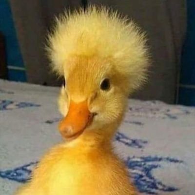 gVLzx4vyf2Pcvb7's profile picture. - الحجو واليحجون ميهم حجيهم ،😅🤷🏻‍♀️