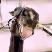 ✨🤠 (@awkpferd) 's Twitter Profile