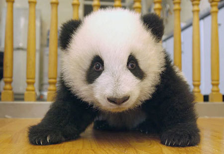 Just a helpful panda bear that loves to help people find promotional codes!