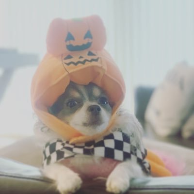 Late ハイタッチ犬 犬の動画 いぬのきもち ロングコートチワワ ブルータンチワワ ブルータンホワイトチワワ Late ハイタッチ犬 犬の動画 いぬのきもち ロングコートチワワ ブルータンチワワ ブルータンホワイトチワワ
