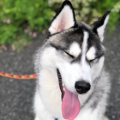 Juno ハスキー犬 Junohusky02 Twitter