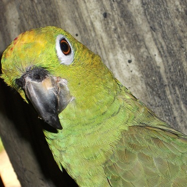 Zenjio's profile picture. Twitter user.