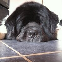 Mimsel Riley (@komodospit) 's Twitter Profile Photo