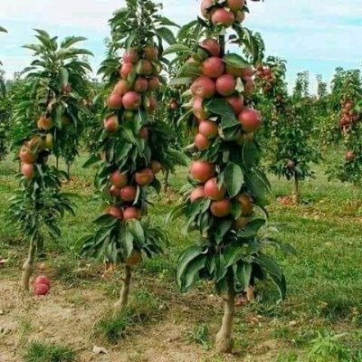 KaitsBen's profile picture. Intelligent