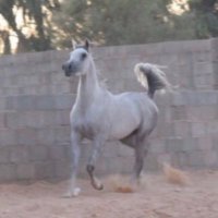 ✪ħᎯȘᎯɴ ȘħᎯɱરrᎯɴί✪ (@hasan_xv) Twitter profile photo