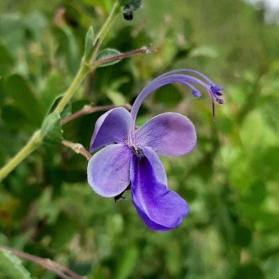 The East African Herbarium (EA)