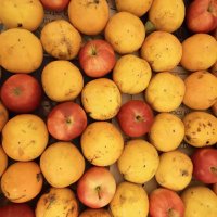 Orsola Costantini (@orscostantini) 's Twitter Profile Photo