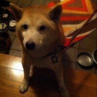ジン@ウールJ (@wool_j_78) 's Twitter Profile