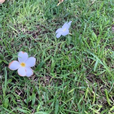 Pipasa15's profile picture. S.Pipasa