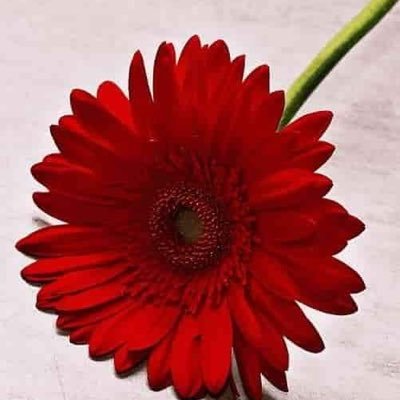 Thana29961827's profile picture. 