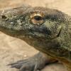 I'm a komodo dragon in captivity at Audubon Zoo. I live near the reptile house.