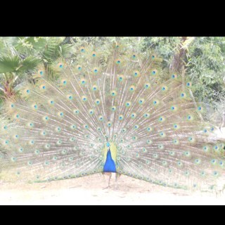 pulsitila's profile picture. 