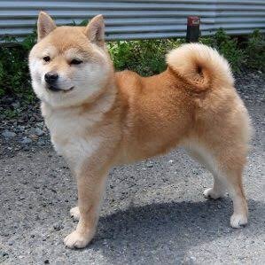 おもいかね Profile