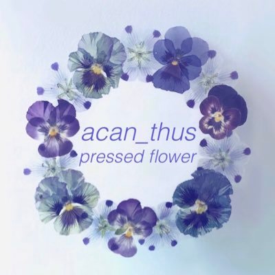 Acan Thus アストランティア フランネルフラワー ビオラ アンティークになるのも楽しみな花の押し花 冷たく渋く仕上げました 冬のリースのアクリルスタンド Minne T Co Wgmu1e6ziz Acan Thus アストランティア フランネルフラワー ビオラ アンティークになるのも楽しみな花の押し花 冷たく渋く仕上げました 冬のリースのアクリルスタンド Minne T Co Wgmu1e6ziz